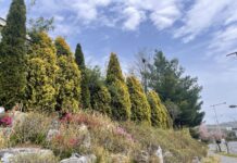 Thơ Nguyễn Tất Nhiên