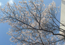 Lộ trình ôn thi tiếng Hàn Topik I trong vòng 1 tháng