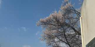 Lộ trình học TOPIK I trong 1 tháng (30 ngày)